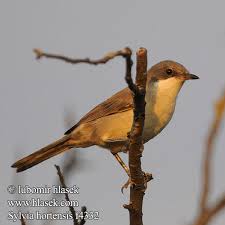 Image result for Sylvia hortensis