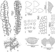 Attēlu rezultāti vaicājumam “Calypogeia neesiana”