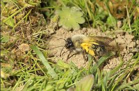 Attēlu rezultāti vaicājumam “Andrena vaga”