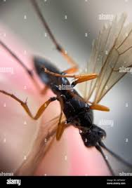 Attēlu rezultāti vaicājumam “Diphyus latebricola”