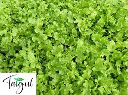 Image result for Pflücksalat