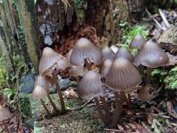 Attēlu rezultāti vaicājumam “Mycena”
