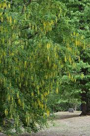 Image result for Laburnum anagyroides