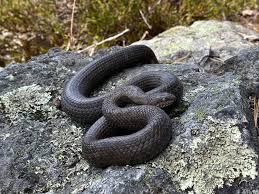 Attēlu rezultāti vaicājumam “Coronella austriaca”