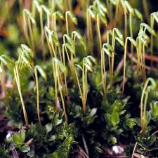 Attēlu rezultāti vaicājumam “Mnium stellare”