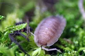 Attēlu rezultāti vaicājumam “Porcellio scaber”