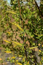 Attēlu rezultāti vaicājumam “Salix triandra male flower”