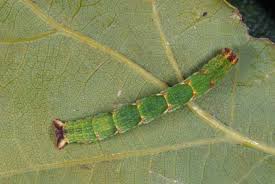Attēlu rezultāti vaicājumam “Cyclophora punctaria”