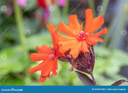 Attēlu rezultāti vaicājumam “Silene x arkwrightii Vesuvius”