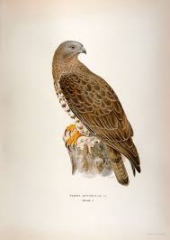 Attēlu rezultāti vaicājumam “Pernis apivorus adult”