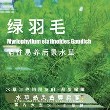 「綠羽毛」的圖片搜尋結果