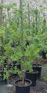 Attēlu rezultāti vaicājumam “Reticularia lobata young”