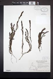 Attēlu rezultāti vaicājumam “Myriophyllum alterniflorum”