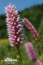 Attēlu rezultāti vaicājumam “Bistorta major flower”