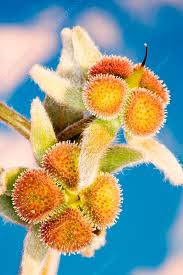 Attēlu rezultāti vaicājumam “Cynoglossum officinale fruit”