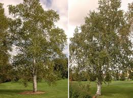 Attēlu rezultāti vaicājumam “Betula papyrifera”