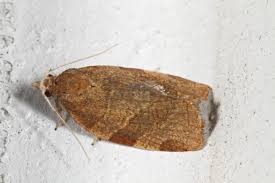 Attēlu rezultāti vaicājumam “Pandemis cinnamomeana female”