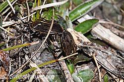 Attēlu rezultāti vaicājumam “Jalla dumosa”