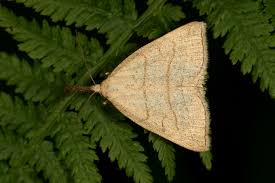 Attēlu rezultāti vaicājumam “Polypogon tentacularius”