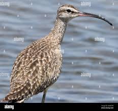 Image result for Numenius hudsonicus