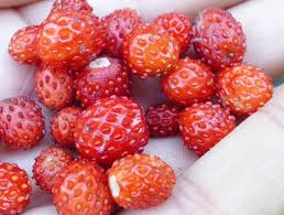 Attēlu rezultāti vaicājumam “Fragaria viridis fruit”