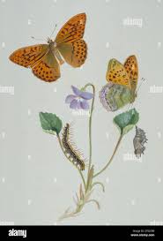 Attēlu rezultāti vaicājumam “Argynnis laodice underside”