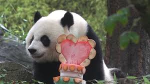 Image result for pandas