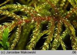 Attēlu rezultāti vaicājumam “Hylocomiastrum umbratum”