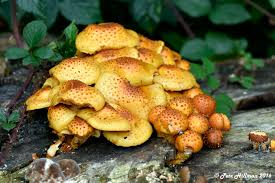 Attēlu rezultāti vaicājumam “Pholiota aurivella”