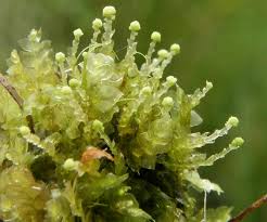 Attēlu rezultāti vaicājumam “Calypogeia neesiana”