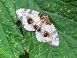 Attēlu rezultāti vaicājumam “Abraxas sylvata larva”
