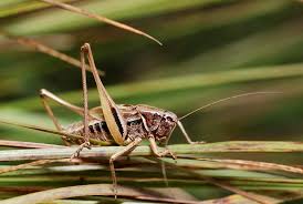 Attēlu rezultāti vaicājumam “Metrioptera brachyptera”