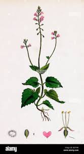 Attēlu rezultāti vaicājumam “Circaea alpina flower”