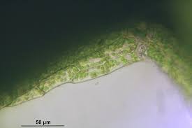 Attēlu rezultāti vaicājumam “Plagiothecium cavifolium”