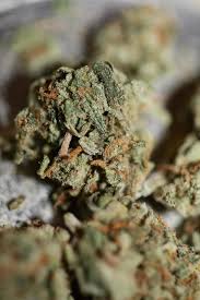 Attēlu rezultāti vaicājumam “Cannabaceae”