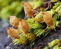 Attēlu rezultāti vaicājumam “Polytrichastrum longisetum”