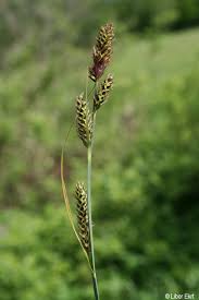 Attēlu rezultāti vaicājumam “Carex hartmanii”