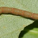 Attēlu rezultāti vaicājumam “Cabera pusaria male”