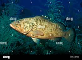 Image result for Epinephelus guttatus