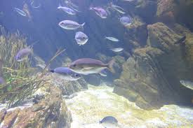 Image result for Pagellus bogaraveo