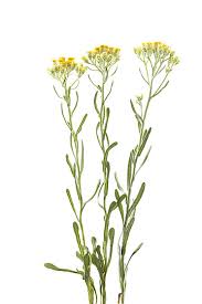 Attēlu rezultāti vaicājumam “Helichrysum arenarium leaf”