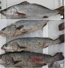 Image result for Argyrosomus regius