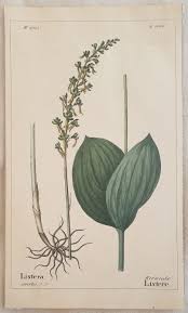 Attēlu rezultāti vaicājumam “Listera ovata”