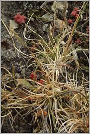 Attēlu rezultāti vaicājumam “Festuca ovina flower”