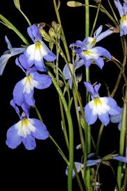 Attēlu rezultāti vaicājumam “Lobelia erinus”