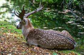 Attēlu rezultāti vaicājumam “Dama dama”