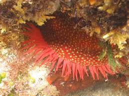 ผลการค้นหารูปภาพสำหรับ strawberry anemone