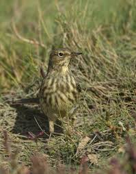 Image result for Anthus petrosus