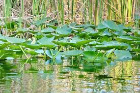 Attēlu rezultāti vaicājumam “Nuphar lutea”