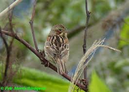Image result for Emberiza fucata